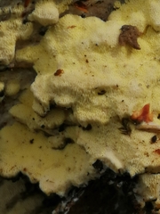 Rigidoporus corticola