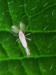 Chaoborus flavidulus