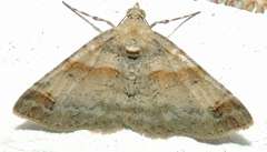 Syneora hemeropa