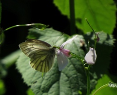 Pieris bryoniae