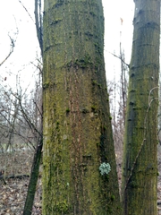Quercus rubra