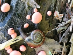 Arianta arbustorum