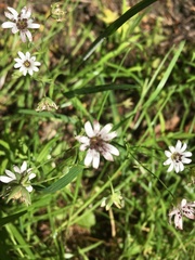 Microbotryum stellariae