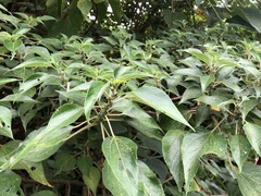 Pipturus arborescens