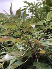 Pipturus arborescens