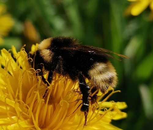 Bohemian Cuckoo Bumble bee