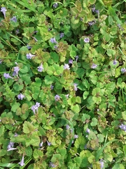 Glechoma hederacea