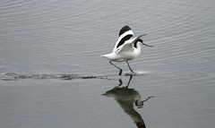 Recurvirostra avosetta