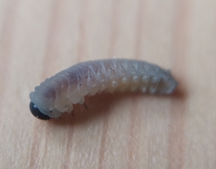 Rhadinoceraea micans