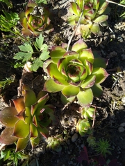 Sempervivum tectorum