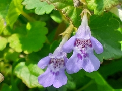 Glechoma hederacea