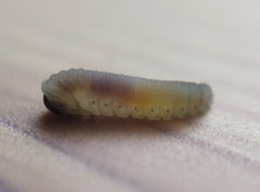 Rhadinoceraea micans