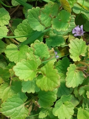 Glechoma hederacea