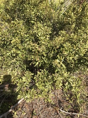 Morella cerifera image