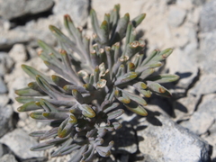 Lignocarpa carnosula