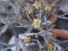 Lignocarpa carnosula