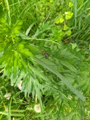 Cantharis rustica
