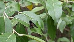 Chrysopilus velutinus