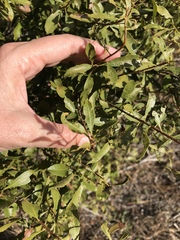 Morella cerifera image