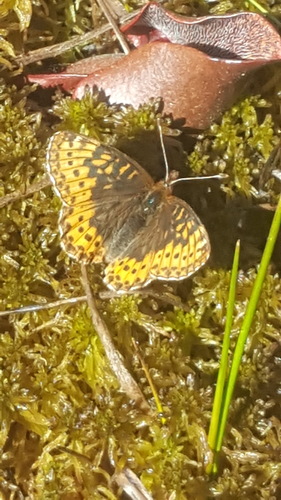 Frigga Fritillary photo 4