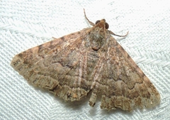 Diatenes aglossoides