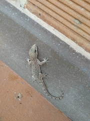 Hemidactylus angulatus