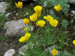 Ranunculus carinthiacus