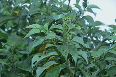 Pipturus arborescens