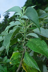 Pipturus arborescens