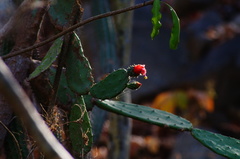 Opuntia auberi