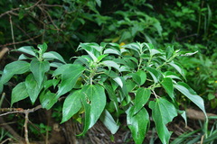 Pipturus arborescens