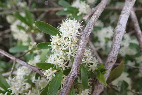 Image of Gymnosporia polyacantha by no rights reserved
