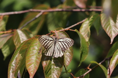 Hestina assimilis assimilis