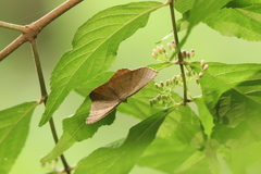 Geometridae