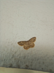 Geometridae