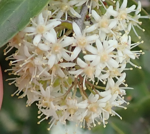 Gymnosporia polyacantha (Gymnosporia polyacantha)
