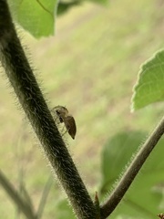 Carrhotus xanthogramma