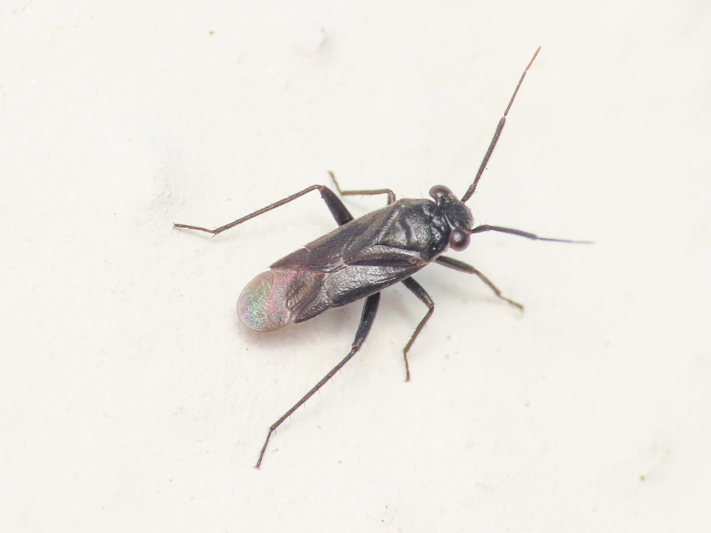 Pachytomella passerinii