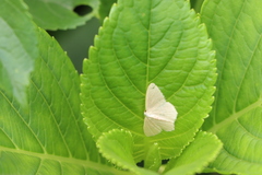 Geometridae