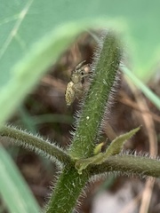 Carrhotus xanthogramma