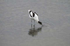 Recurvirostra avosetta