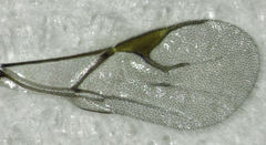 Lysiphlebus testaceipes