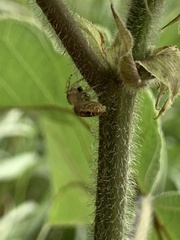 Carrhotus xanthogramma
