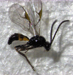 Lysiphlebus testaceipes