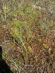 Scheuchzeria palustris