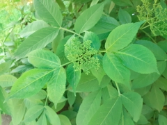 Sambucus nigra