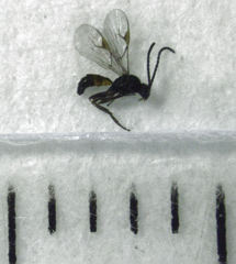 Lysiphlebus testaceipes