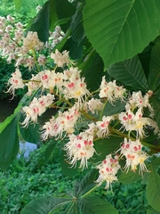 Aesculus hippocastanum