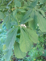 Aesculus hippocastanum