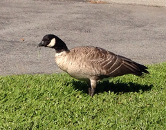 Branta hutchinsii leucopareia